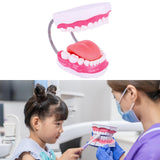 Maxbell Tooth Model Study Gifts for Teaching Practice Dental Teaching Brushing Model 6 Times Bigger