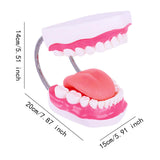 Maxbell Tooth Model Study Gifts for Teaching Practice Dental Teaching Brushing Model 6 Times Bigger