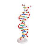 Maxbell Double HELIX Model Professional Structure Models Biological Teaching