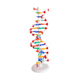 Maxbell Double HELIX Model Professional Structure Models Biological Teaching