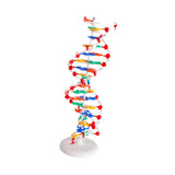 Maxbell Double HELIX Model Professional Structure Models Biological Teaching