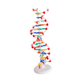 Maxbell Double HELIX Model Professional Structure Models Biological Teaching