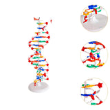 Maxbell Double HELIX Model Professional Structure Models Biological Teaching