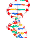 Maxbell Double HELIX Model Professional Structure Models Biological Teaching