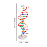 Maxbell Double HELIX Model Professional Structure Models Biological Teaching