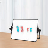 Maxbell Meiosis Chromosome Change Model Kit Science Reusable with Bracket Red and Blue