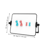 Maxbell Meiosis Chromosome Change Model Kit Science Reusable with Bracket Red and Blue