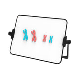 Maxbell Meiosis Chromosome Change Model Kit Science Reusable with Bracket Red and Blue