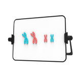 Maxbell Meiosis Chromosome Change Model Kit Science Reusable with Bracket Red and Blue