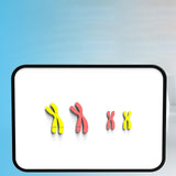 Maxbell Meiosis Chromosome Change Model Kit Science Reusable with Bracket Red and Blue