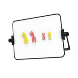 Maxbell Meiosis Chromosome Change Model Kit Science Reusable with Bracket Red and Yellow