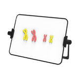 Maxbell Meiosis Chromosome Change Model Kit Science Reusable with Bracket Red and Yellow