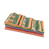 Maxbell Geological Folding Model 3D Educational Instrument for School Students Class