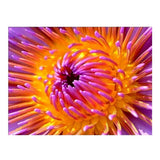 Maxbell Full Drill Flower DIY Diamond Painting Embroidery Cross Stitch Kit Home Decoration 40x30cm - Aladdin Shoppers