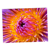 Maxbell Full Drill Flower DIY Diamond Painting Embroidery Cross Stitch Kit Home Decoration 40x30cm - Aladdin Shoppers