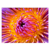 Maxbell Full Drill Flower DIY Diamond Painting Embroidery Cross Stitch Kit Home Decoration 40x30cm - Aladdin Shoppers
