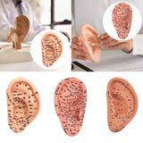 Maxbell Ear Model Educational Versatile Lab Supplies Study Chinese Medical Meridians 13cm