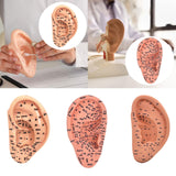 Maxbell Ear Model Educational Versatile Lab Supplies Study Chinese Medical Meridians 13cm