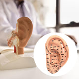 Maxbell Ear Model Educational Versatile Lab Supplies Study Chinese Medical Meridians 13cm