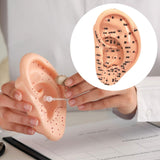 Maxbell Ear Model Educational Versatile Lab Supplies Study Chinese Medical Meridians 13cm
