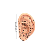 Maxbell Ear Model Educational Versatile Lab Supplies Study Chinese Medical Meridians 13cm