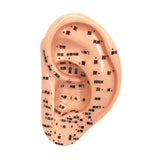 Maxbell Ear Model Educational Versatile Lab Supplies Study Chinese Medical Meridians 13cm