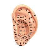 Maxbell Ear Model Educational Versatile Lab Supplies Study Chinese Medical Meridians 13cm