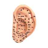 Maxbell Ear Model Educational Versatile Lab Supplies Study Chinese Medical Meridians 13cm