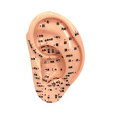 Maxbell Ear Model Educational Versatile Lab Supplies Study Chinese Medical Meridians 13cm