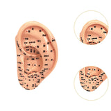 Maxbell Ear Model Educational Versatile Lab Supplies Study Chinese Medical Meridians 13cm