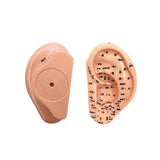 Maxbell Ear Model Educational Versatile Lab Supplies Study Chinese Medical Meridians 13cm