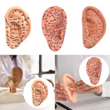 Maxbell Ear Model Educational Versatile Lab Supplies Study Chinese Medical Meridians 13cm