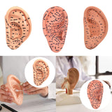 Maxbell Ear Model Educational Versatile Lab Supplies Study Chinese Medical Meridians 13cm