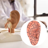 Maxbell Ear Model Educational Versatile Lab Supplies Study Chinese Medical Meridians 16cm