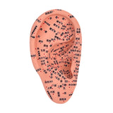 Maxbell Ear Model Educational Versatile Lab Supplies Study Chinese Medical Meridians 16cm