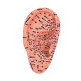 Maxbell Ear Model Educational Versatile Lab Supplies Study Chinese Medical Meridians 16cm
