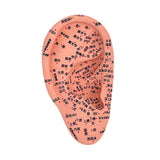 Maxbell Ear Model Educational Versatile Lab Supplies Study Chinese Medical Meridians 16cm