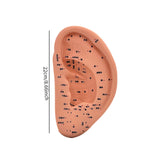 Maxbell Ear Model Educational Versatile Lab Supplies Study Chinese Medical Meridians 22cm