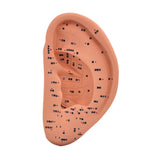 Maxbell Ear Model Educational Versatile Lab Supplies Study Chinese Medical Meridians 22cm