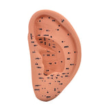 Maxbell Ear Model Educational Versatile Lab Supplies Study Chinese Medical Meridians 22cm