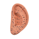 Maxbell Ear Model Educational Versatile Lab Supplies Study Chinese Medical Meridians 22cm