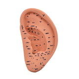 Maxbell Ear Model Educational Versatile Lab Supplies Study Chinese Medical Meridians 22cm