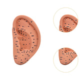 Maxbell Ear Model Educational Versatile Lab Supplies Study Chinese Medical Meridians 22cm