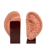 Maxbell Ear Model Educational Versatile Lab Supplies Study Chinese Medical Meridians 22cm