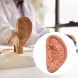 Maxbell Ear Model Educational Versatile Lab Supplies Study Chinese Medical Meridians 22cm