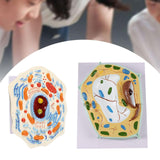 Maxbell Cell Anatomy Model Teaching Birthday Toy Study Classroom Biology Science Kit Animal Cell Model