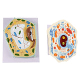 Maxbell Cell Anatomy Model Teaching Birthday Toy Study Classroom Biology Science Kit Animal Cell Model