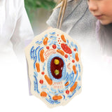 Maxbell Cell Anatomy Model Teaching Birthday Toy Study Classroom Biology Science Kit Animal Cell Model