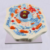 Maxbell Cell Anatomy Model Teaching Birthday Toy Study Classroom Biology Science Kit Animal Cell Model