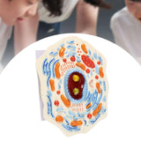 Maxbell Cell Anatomy Model Teaching Birthday Toy Study Classroom Biology Science Kit Animal Cell Model